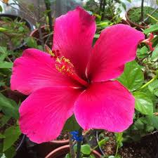 Pink Hibiscus Flower Seeds for - Heirloom Non GMO Premium Garden Seeds for Planting, High Germination Outdoor Plants