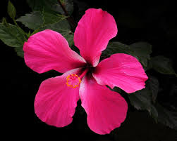 Pink Hibiscus Flower Seeds for - Heirloom Non GMO Premium Garden Seeds for Planting, High Germination Outdoor Plants
