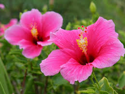 Pink Hibiscus Flower Seeds for - Heirloom Non GMO Premium Garden Seeds for Planting, High Germination Outdoor Plants
