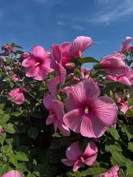 Pink Giant Hibiscus for Planting Heirloom Non-GMO High Germination Organic Garden Flower Seeds - Heirloom Non GMO High