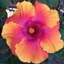 Pink Orange Hibiscus Flower Seeds – Heirloom Non-GMO High Germination Garden Seeds