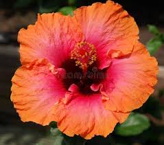 Pink Orange Hibiscus Flower Seeds