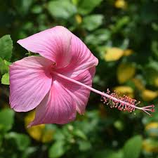 Pink Hibiscus Flower Seeds for Planting Heirloom Non-GMO High Germination Organic Garden Seeds for Colorful Blooms -