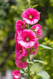 Pink Hollyhock Flower Seeds for - Heirloom Non GMO Premium Garden Seeds for Planting, High Germination Outdoor Plants