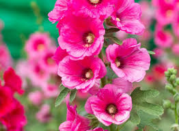 Pink Hollyhock Flower Seeds