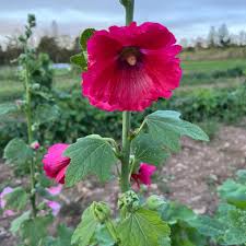 Pink Hollyhock Flower Seeds for Planting Heirloom Non-GMO High Germination Organic Garden Seeds Rare Blooming Plants
