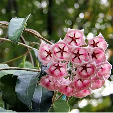 Pink Hoya Archboldiana Seeds - Heirloom Non GMO Premium Garden Seeds for Planting