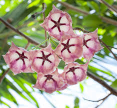 Pink Hoya Archboldiana Seeds - Heirloom Non GMO Premium Garden Seeds for Planting