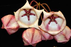 Pink Hoya Archboldiana Flower Seeds