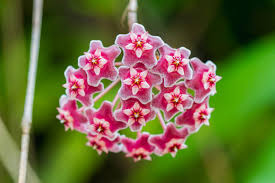 Pink Hoya Flower Seeds for Planting Heirloom Non-GMO High Germination Organic Garden Seeds Exotic Flowering Plants