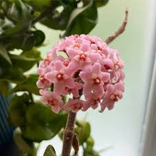 Pink Hoya Flower Seeds for Planting Heirloom Non-GMO High Germination Organic Garden Seeds Exotic Flowering Plants