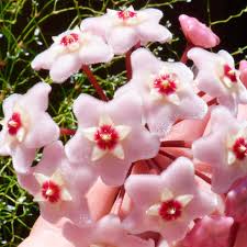 Pink Hoya Seeds - Heirloom Non GMO Premium Garden Seeds for Planting