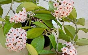 Pink Hoya Flower Seeds