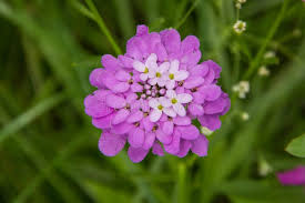 Pink Iberis Flower Seeds for - Heirloom Non GMO Premium Garden Seeds for Planting, High Germination Outdoor Plants