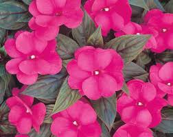 Pink Impatiens Flower Seeds for - Heirloom Non GMO Premium Garden Seeds for Planting, High Germination Outdoor Plants