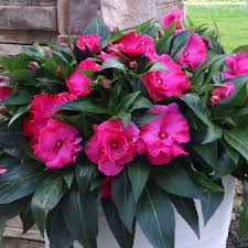 Pink Impatiens Flower Seeds for - Heirloom Non GMO Premium Garden Seeds for Planting, High Germination Outdoor Plants