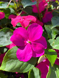 Pink Impatiens Flower Seeds