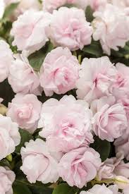 Pink Double Impatiens Flower Seeds