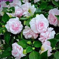Pink Double Impatiens for Planting Heirloom Non-GMO High Germination Organic Garden Flower Seeds - Heirloom Non GMO Hi