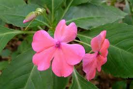 Pink Impatiens Walleriana Flower Seeds