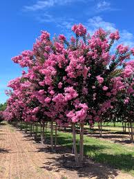 Pink Lagerstroemia Flower Seeds for - Heirloom Non GMO Premium Garden Seeds for Planting, High Germination Outdoor Plant