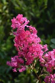 Pink Lagerstroemia Flower Seeds