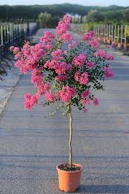 Pink Lagerstroemia Flower Seeds for - Heirloom Non GMO Premium Garden Seeds for Planting, High Germination Outdoor Plant