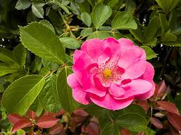 Pink Gallica Flower Seeds for - Heirloom Non GMO Premium Garden Seeds for Planting, High Germination Outdoor Plants