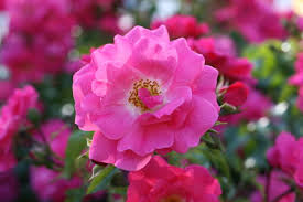 Pink Gallica Flower Seeds for - Heirloom Non GMO Premium Garden Seeds for Planting, High Germination Outdoor Plants