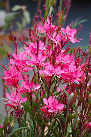 Pink Gaura Flower Seeds for - Heirloom Non GMO Premium Garden Seeds for Planting, High Germination Outdoor Plants