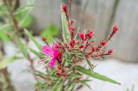 Pink Gaura Lindheimeri Flower Seeds