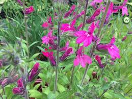 Pink Lobelia Flower Seeds - Heirloom Non GMO Premium Garden Seeds for Planting, High Germination Outdoor Plants