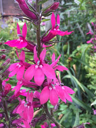 Pink Lobelia Flower Seeds