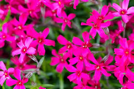 Pink Lobelia Flower Seeds - Heirloom Non GMO Premium Garden Seeds for Planting, High Germination Outdoor Plants