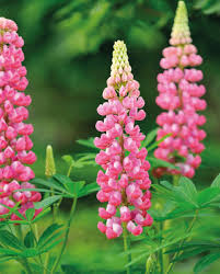 Pink Lupine Flower Seeds for - Heirloom Non GMO Premium Garden Seeds for Planting, High Germination Outdoor Plants