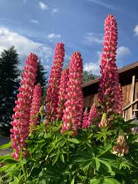 Pink Lupine Flower Seeds