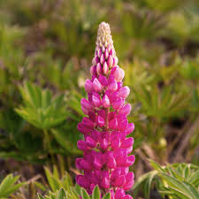 Pink Lupine Seeds - Heirloom Non GMO Premium Garden Seeds for Planting