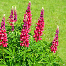 Pink Lupine Seeds - Heirloom Non GMO Premium Garden Seeds for Planting