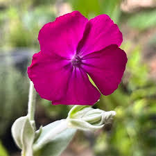 Pink Lychnis Coronaria Flower Seeds