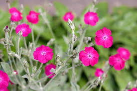Pink Lychnis Coronaria Flower Seeds - Heirloom Non GMO Premium Garden Seeds for Planting, High Germination Outdoor Plant