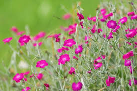 Pink Lychnis Coronaria Flower Seeds - Heirloom Non GMO Premium Garden Seeds for Planting, High Germination Outdoor Plant