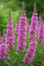 Pink Lythrum Salicaria Flower Seeds - Heirloom Non GMO Premium Garden Seeds for Planting, High Germination Outdoor Plant