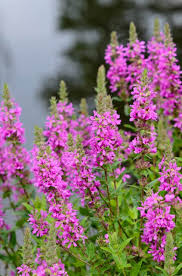 Pink Lythrum Salicaria Flower Seeds - Heirloom Non GMO Premium Garden Seeds for Planting, High Germination Outdoor Plant