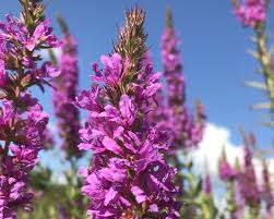 Pink Lythrum Salicaria Flower Seeds