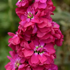 Pink Matthiola Flower Seeds