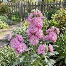 Pink Light Matthiola Incana Flower Seeds for Planting Heirloom Non-GMO High - Heirloom Non GMO Premium Garden Seeds for