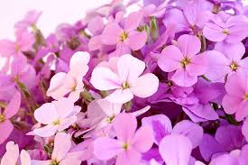 Pink Matthiola Longipetala Flower Seeds