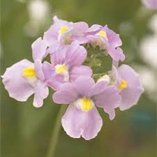 Pink White Nemesia Flower Seeds - Heirloom Non-GMO High Germination Flower Seeds for Planting