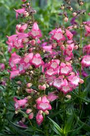Pink Penstemon Flower Seeds for - Heirloom Non GMO Premium Garden Seeds for Planting, High Germination Outdoor Plants