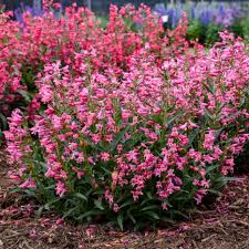 Pink Penstemon Flower Seeds